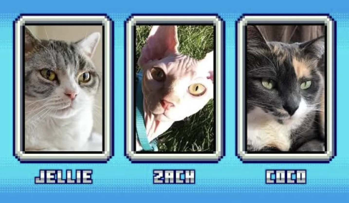 رأی‌گیری برای اضافه شدن گربه ی شما - 2018 Cat Vote